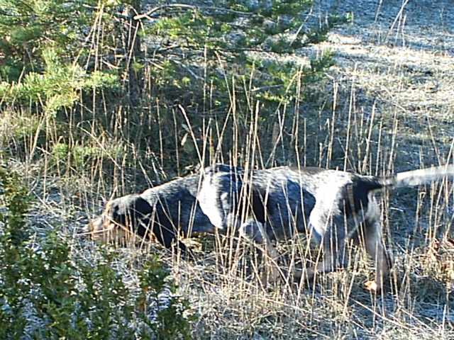 Chasse