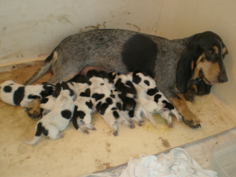Chiot